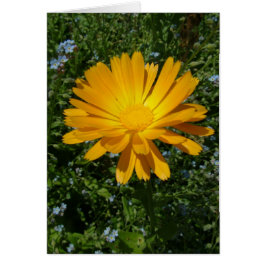 Cartão linda flor amarela, margarida