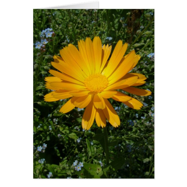 Cartão linda flor amarela, margarida (Frente)