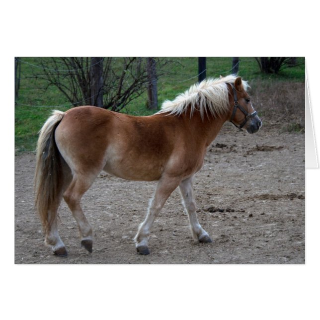 Cartão Linda Haflinger (Frente Horizontal)