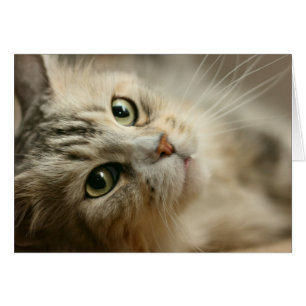 Cartão Linda Maine Coon