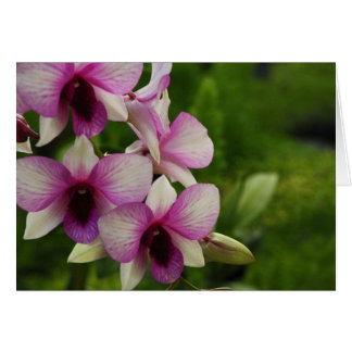 Cartão Linda Phalaenopse
