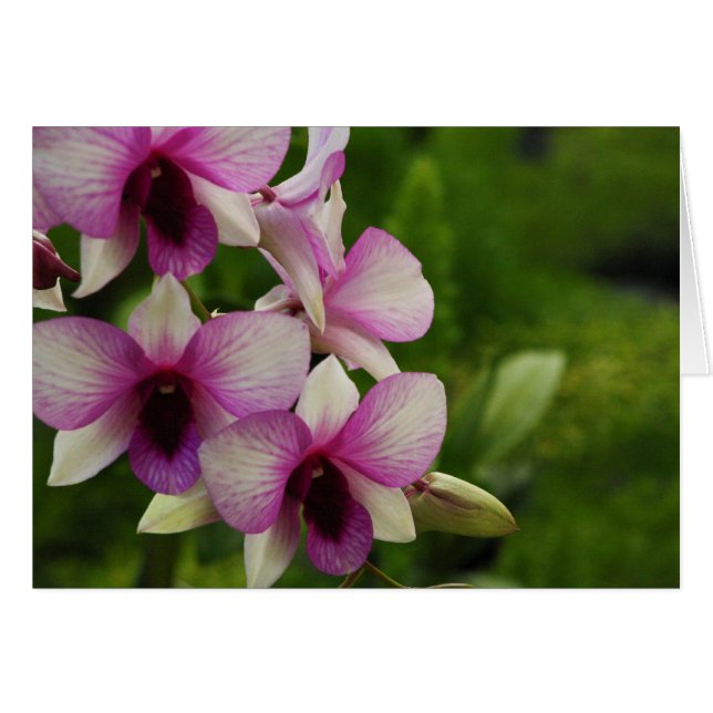 Cartão Linda Phalaenopse (Frente Horizontal)