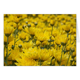 Cartão Linda Queda Chrysanthemum Foto Floral