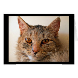 Cartão Linda Tabby Cat