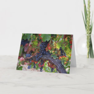 Cartão Linda Vinha de Vinho Queda com Uvas