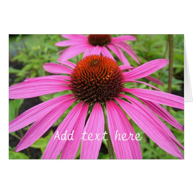 Cartão lindas flores roxas rosa (Frente Horizontal)