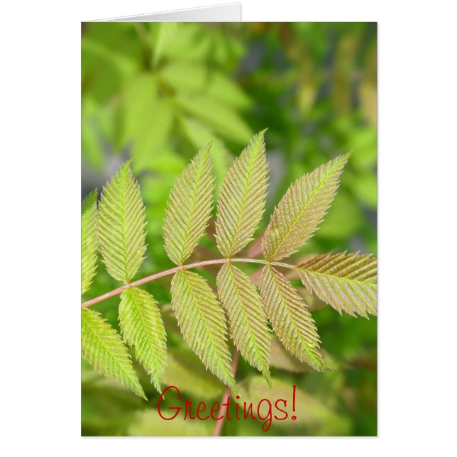 Cartão Lindas folhas verdes (Frente)