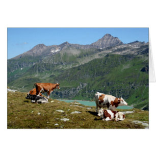 Cartão Lindas Vacas Altas Nas Montanhas