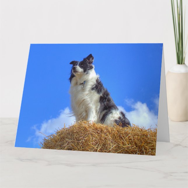 Cartão Lindíssimo Border Collie de Verão (Frente)
