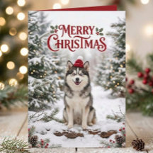 Lindo cachorrinho Pomsky Husky Amante de Cães Nata