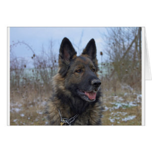 Cartão lindo cachorrinho preto e German shepherd bronzead
