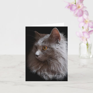 Cartão Lindo gato cinza azul russo Nebelung em manta