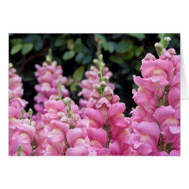 Cartão Lindos Snapdragons Rosa Foto Floral