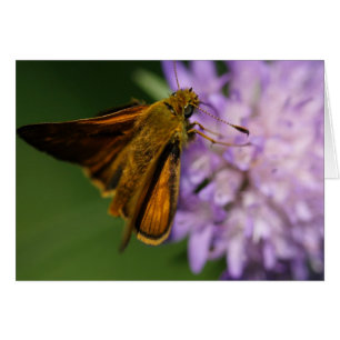 Cartão Lineola de Thymelicus