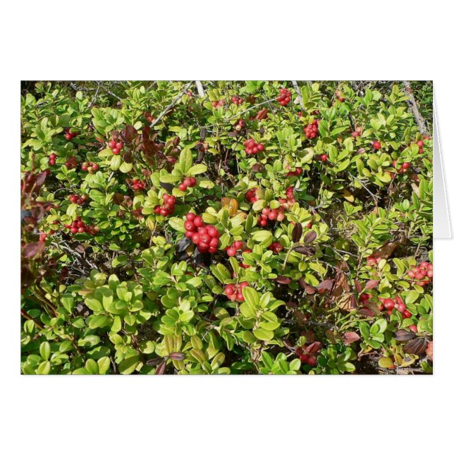 Cartão Lingonberry Big Bush (Frente Horizontal)
