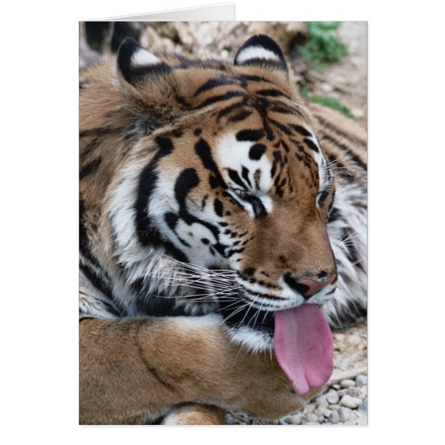 Cartão língua tigre (Frente)