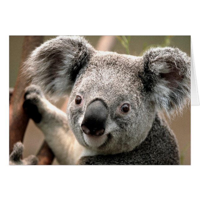 Cartão Linha Koala (Frente Horizontal)