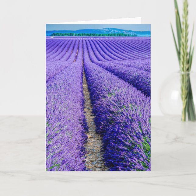 Cartão Linhas de Lavanda, Provença, França (Frente)