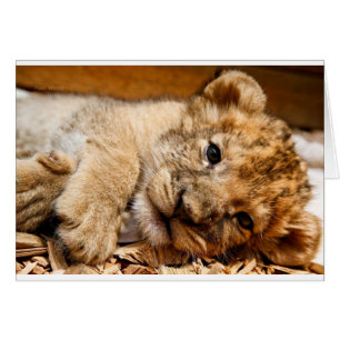 Cartão Lion Cub