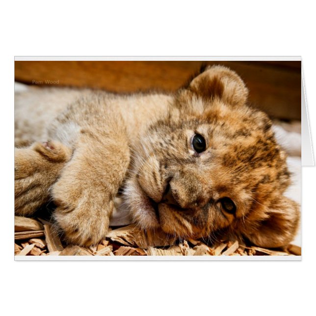 Cartão Lion Cub (Frente Horizontal)