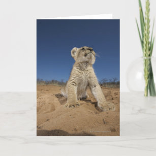 Cartão Lion Cub (Panthera Leo) sentado na areia, Namíbia