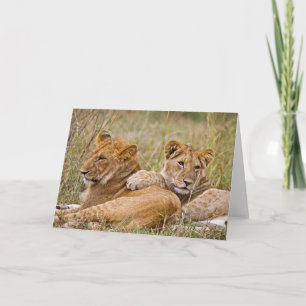 Cartão Lion Cubs