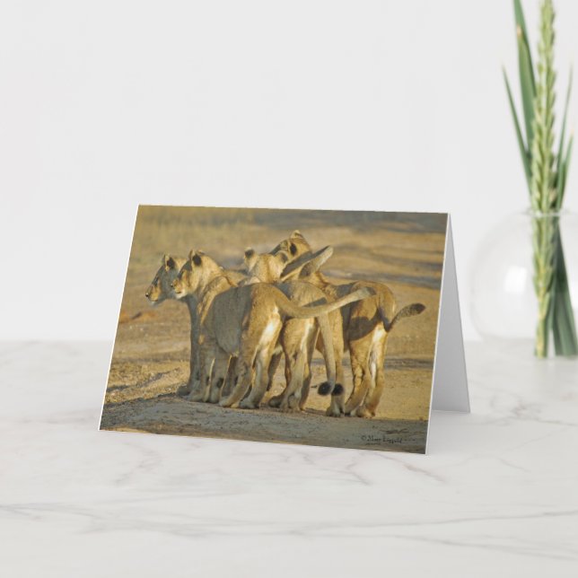 Cartão Lion Cubs (Frente)