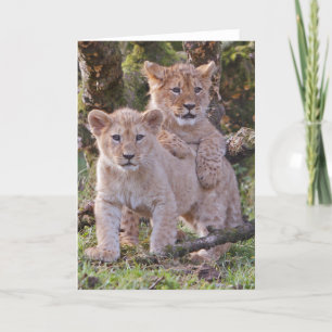 Cartão Lion cubs greetings card, blank, with envelope