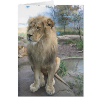 Cartão Lion procura almoço