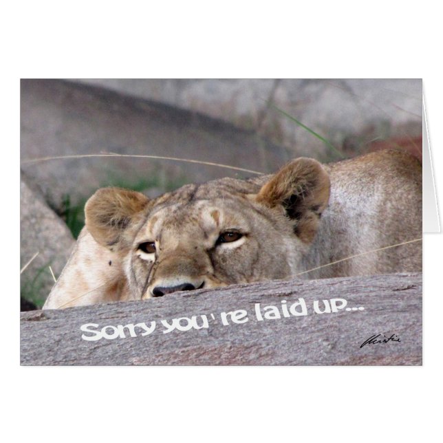 Cartão Lioness "deitada" (Frente Horizontal)