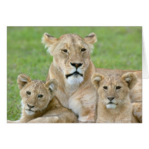 Cartão Lioness e Dois Cubs, África Oriental, Tanzânia,