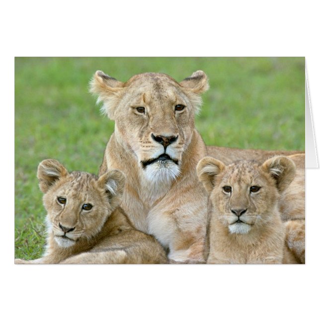 Cartão Lioness e Dois Cubs, África Oriental, Tanzânia, (Frente Horizontal)