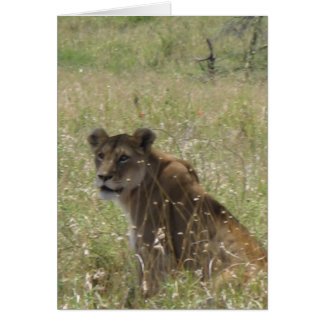 Cartão Lioness in Tall Grass