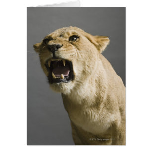 Cartão Lioness ruaring