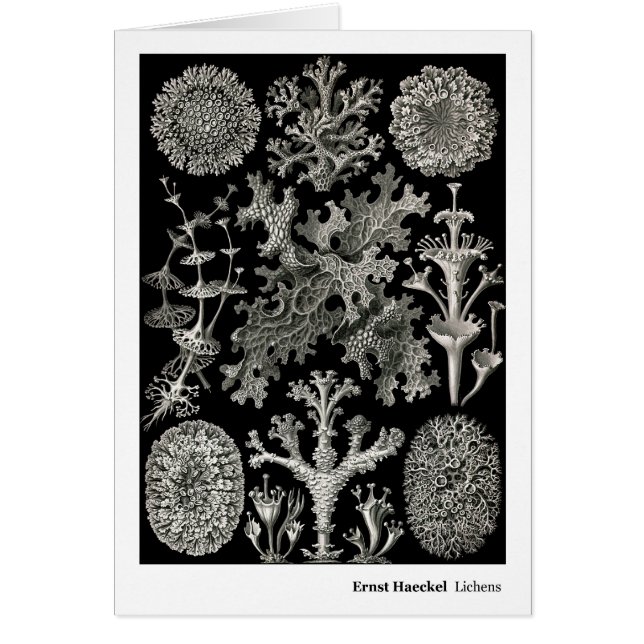 Cartão Líquenes de Ernst Haeckel (Frente)
