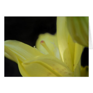 Cartão Lírio Amarelo por Shirley Taylor