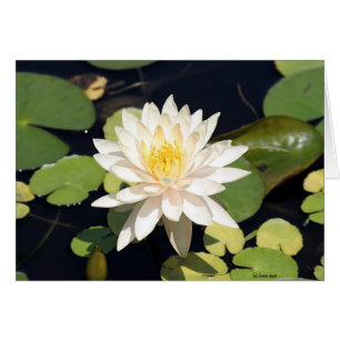 Cartão Lírio de água