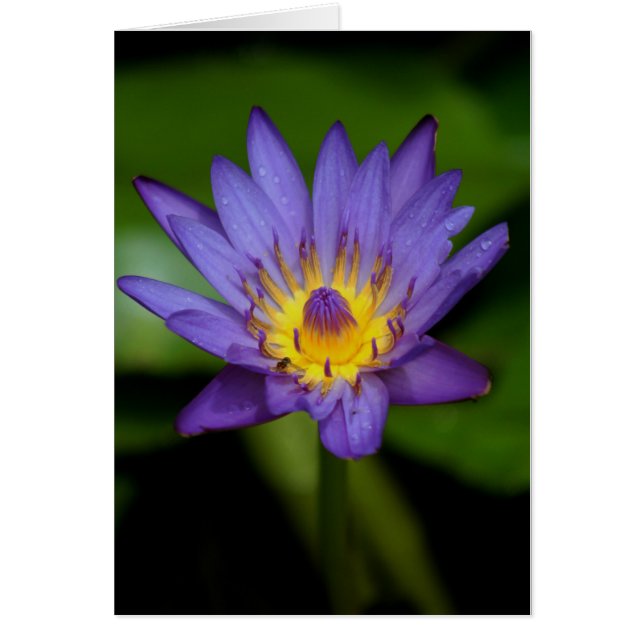 Cartão Lírio de água roxo (Frente)