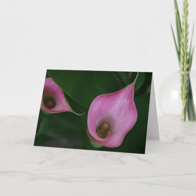 Cartão Lírio de Calla cor-de-rosa (Frente)