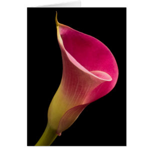 Cartão Lírio de Calla no preto