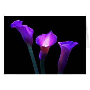 Cartão lírio de calla roxo