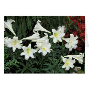 Cartão Lírio-de-páscoa (Lilium regale)