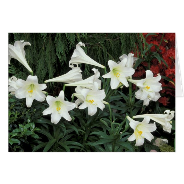Cartão Lírio-de-páscoa (Lilium regale) (Frente Horizontal)