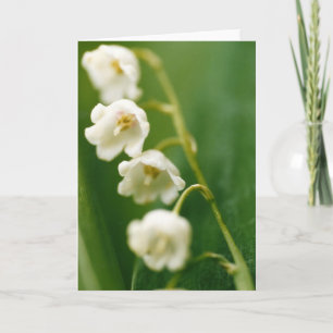 Cartão Lírio-do-vale branco (Convallaria majalis)