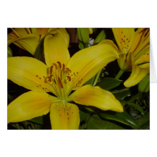 Cartão Lírio gritando