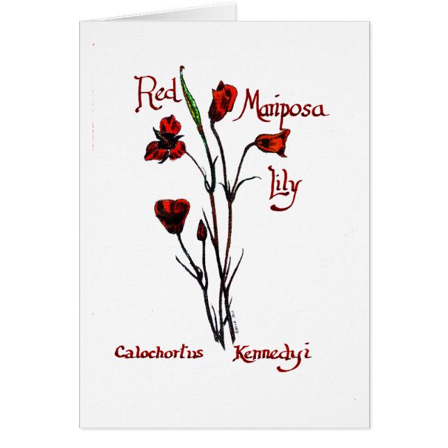 Cartão Lírio vermelho de Marisposa (Frente)