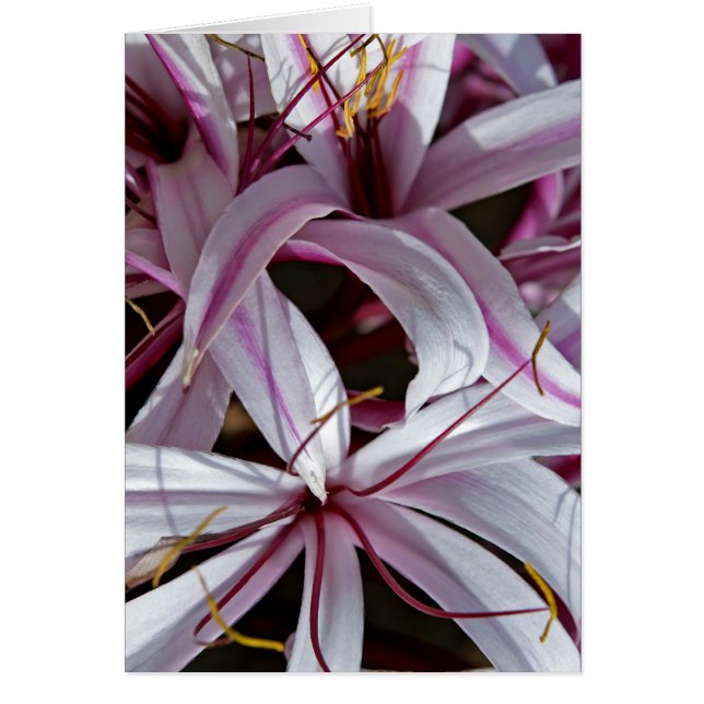 Cartão Lírios (Frente)