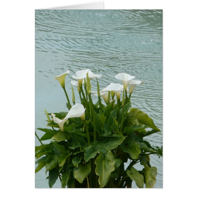 Cartão Lírios brancos e Vazio de água (Frente)