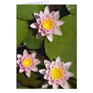 Cartão Lírios de água