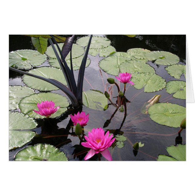 Cartão Lírios de água cor-de-rosa (Frente Horizontal)